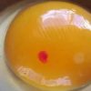生鸡蛋里的红血点，鸡蛋里面有异物能吃吗，鸡蛋黄面上有血点能吃吗